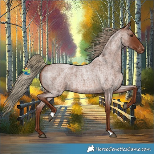 Horse Color:Red Roan Appaloosa 