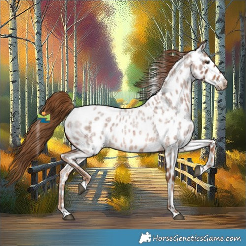 Horse Color:Red Roan Appaloosa 