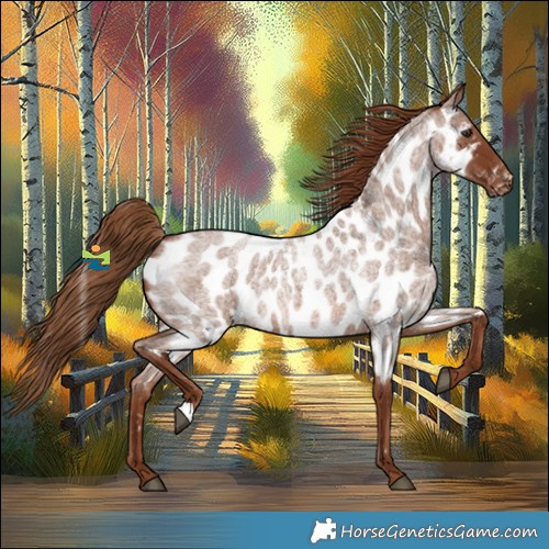 Horse Color:Red Roan Appaloosa 