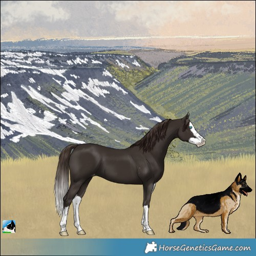 Horse Color:Liver Chestnut Splash Varnish