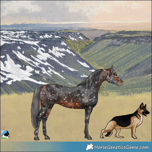 Horse Color:Bay Merle Snowcap