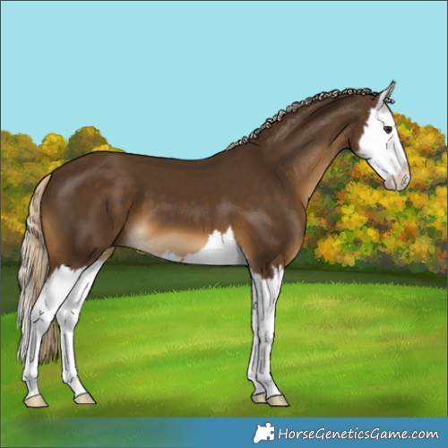 Horse Color:Chocolate Palomino Splash