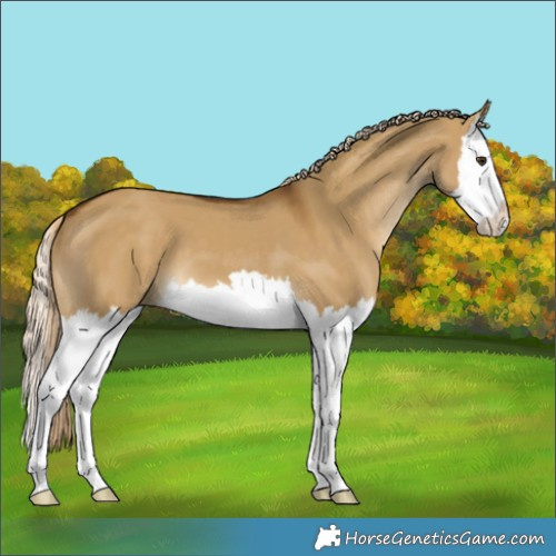 Horse Color:Chocolate Palomino Dun Splash 