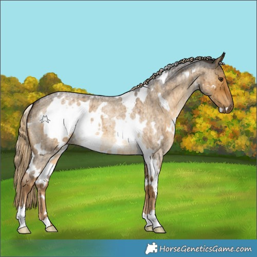 Horse Color:White Spotted Chocolate Palomino Roan Dun Brindle 