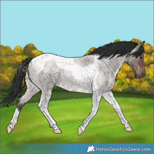 Horse Color:Brown Roan Dun Mushroom Tobiano 