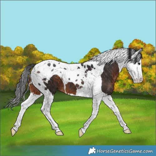 Horse Color:Brown Splash Tobiano 