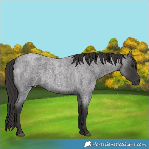 Horse Color:Smoky Blue Roan 