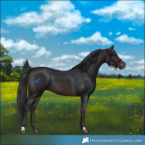 Horse Color:Brown 