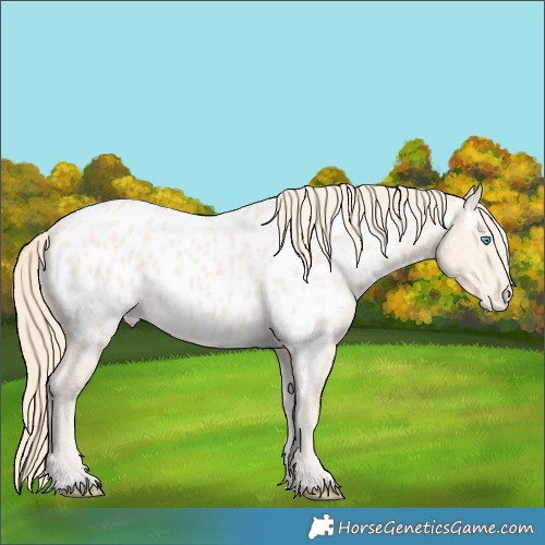 Horse Color:Perlino Appaloosa 