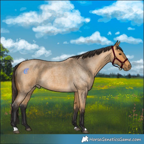Horse Color:Buckskin Roan 