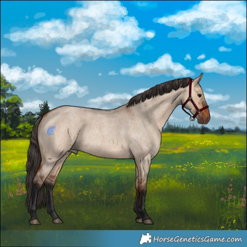 Horse Color:Bay Roan Dun Rabicano 