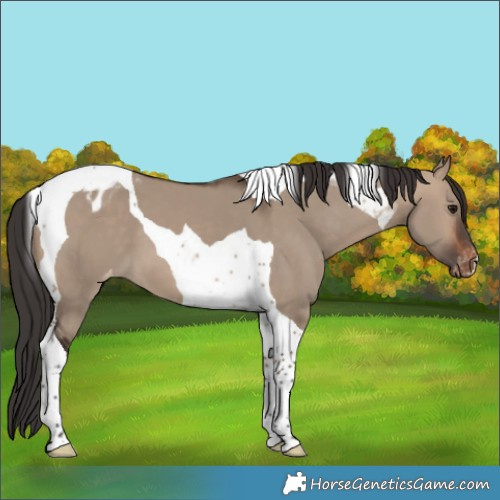 Horse Color:Brown Dun Tobiano Appaloosa 