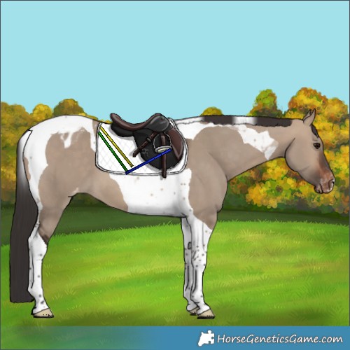 Horse Color:Brown Dun Tobiano Appaloosa 