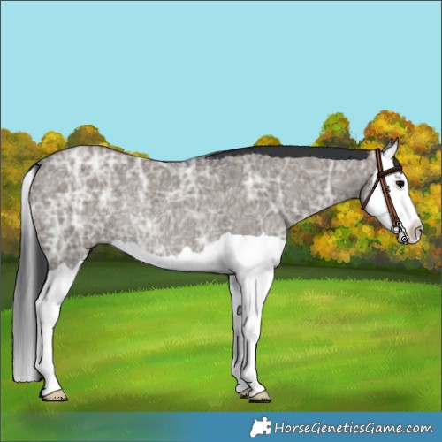 Horse Color:Grullo Ice Splash Rabicano 