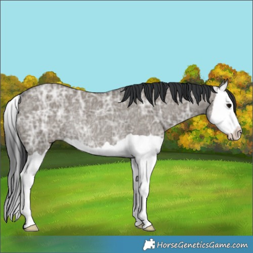 Horse Color:Grullo Ice Splash Rabicano