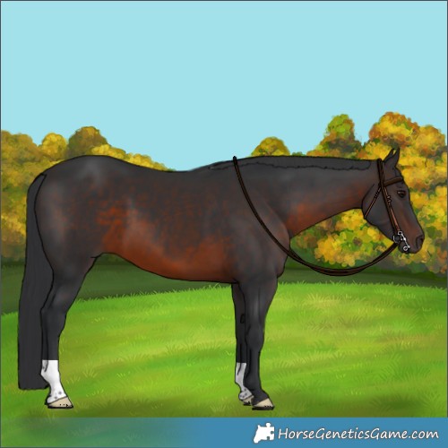 Horse Color:Brown 