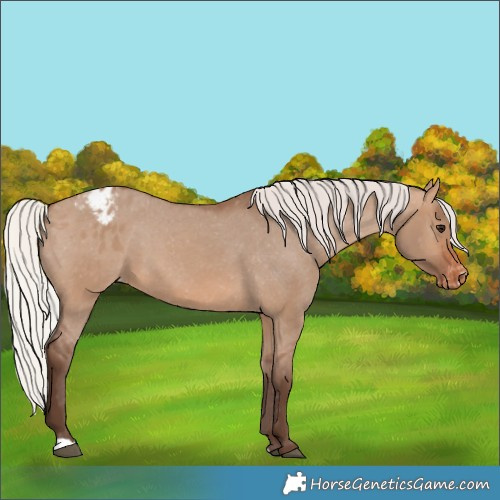 Horse Color:Silver Brown Dun Appaloosa