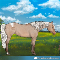 Horse Color:Silver Brown Dun Varnish 