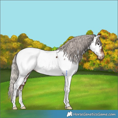 Horse Color:Silver Brown Tobiano Appaloosa 