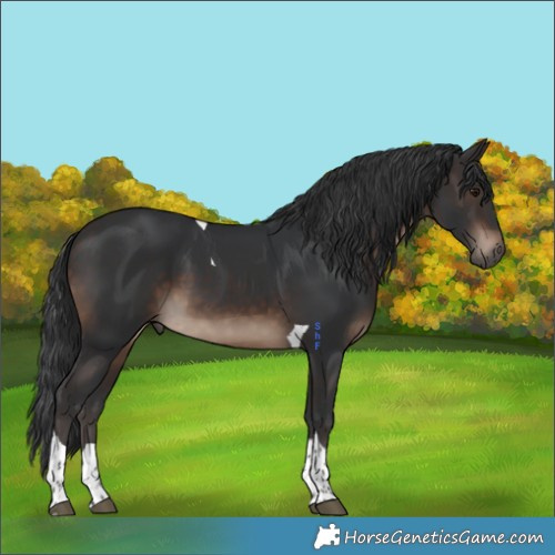 Horse Color:Brown Tobiano