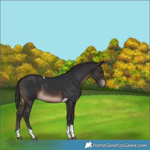 Horse Color:Brown Tobiano 