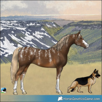 Horse Color:Powder White Chocolate Palomino