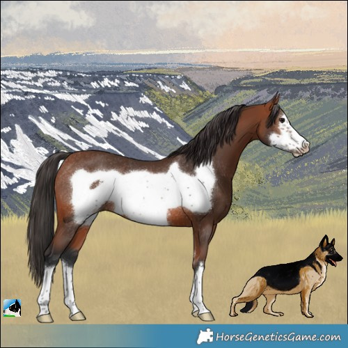 Horse Color:Bay Frame Rabicano 