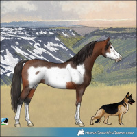 Horse Color:Bay Frame Rabicano 