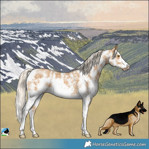 Horse Color:Palomino Sabino Frame Rabicano
