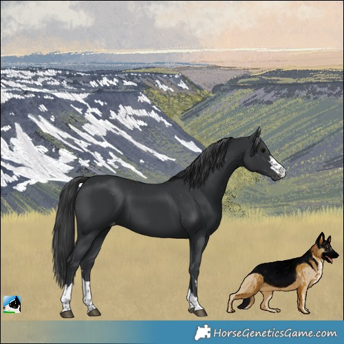 Horse Color:Black Varnish 
