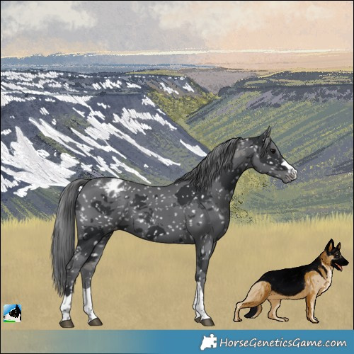 Horse Color:Black Merle Blanket