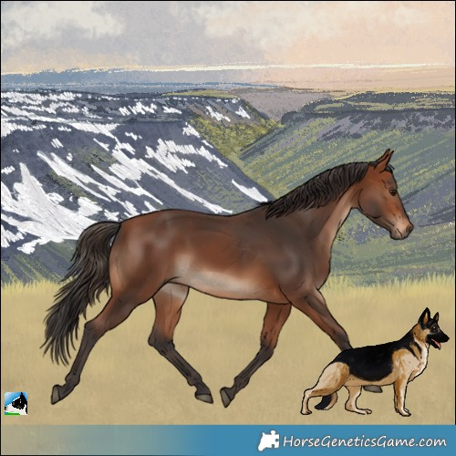 Horse Color:Bay Rabicano
