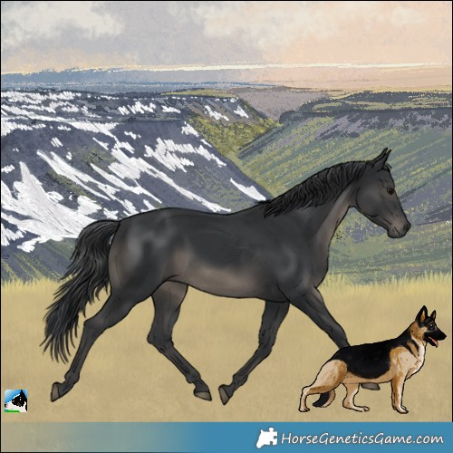 Horse Color:Black Rabicano 