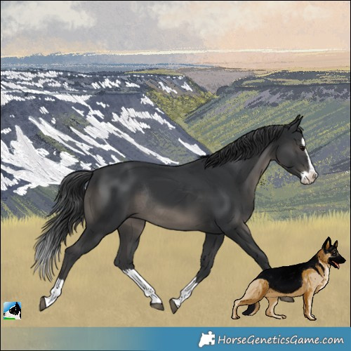 Horse Color:Black Splash Rabicano 