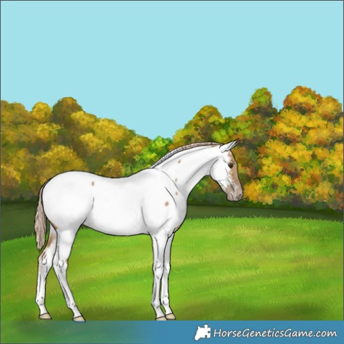 Horse Color:Chocolate Palomino Dun Tobiano Appaloosa 