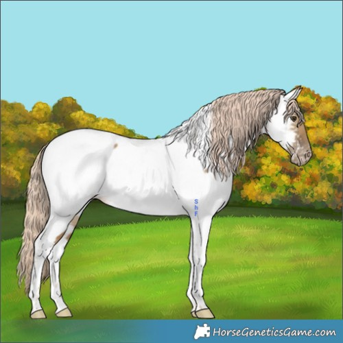 Horse Color:Chocolate Palomino Dun Tobiano Appaloosa 