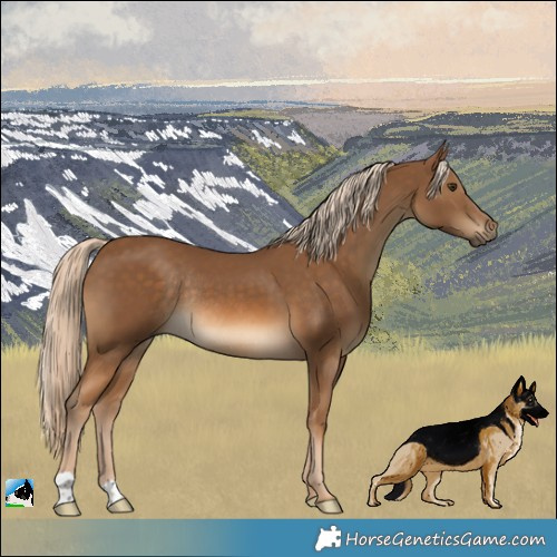Horse Color:Chocolate Palomino Rabicano