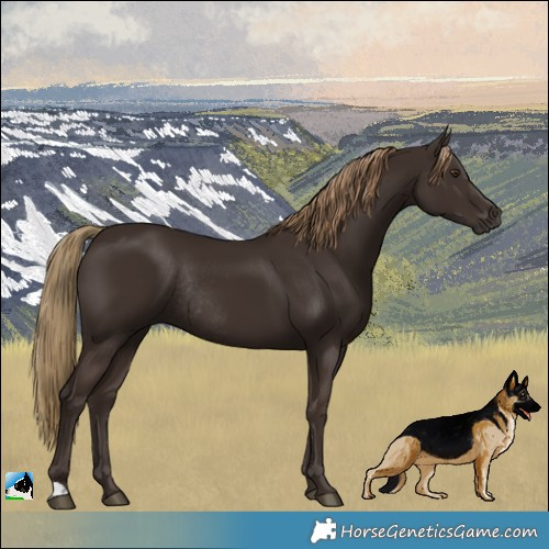 Horse Color:Liver Chestnut Rabicano