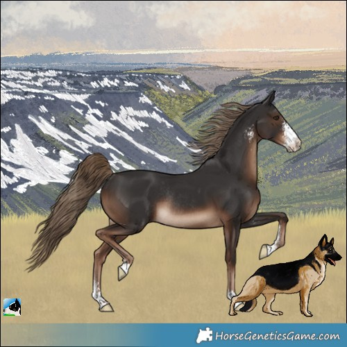 Horse Color:Liver Chestnut Sabino Rabicano 
