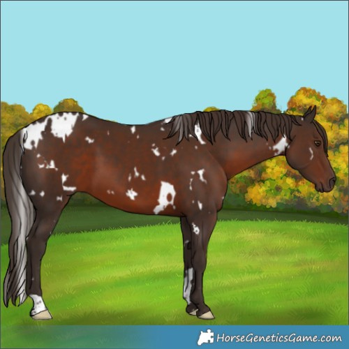 Horse Color:White Spotted Liver Chestnut 