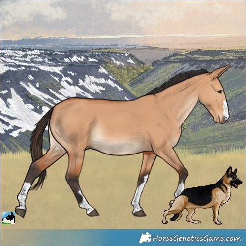 Horse Color:Bay Dun Rabicano