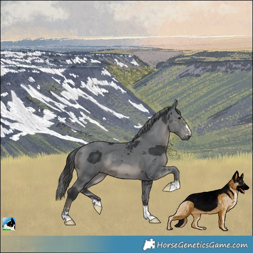 Horse Color:Black Merle