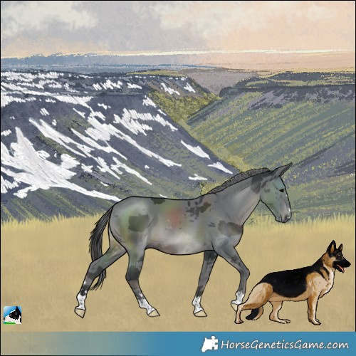 Horse Color:Black Merle