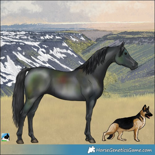 Horse Color:Black Rabicano 