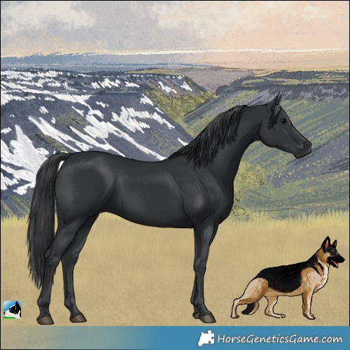 Horse Color:Black Rabicano 