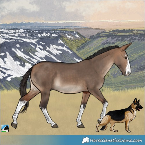 Horse Color:White Spotted Bay Dun Rabicano 