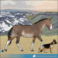 Horse Color:White Spotted Bay Dun Rabicano 