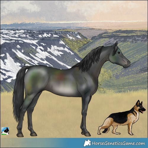 Horse Color:Black Rabicano
