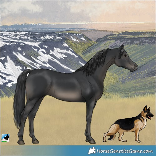 Horse Color:Black Rabicano