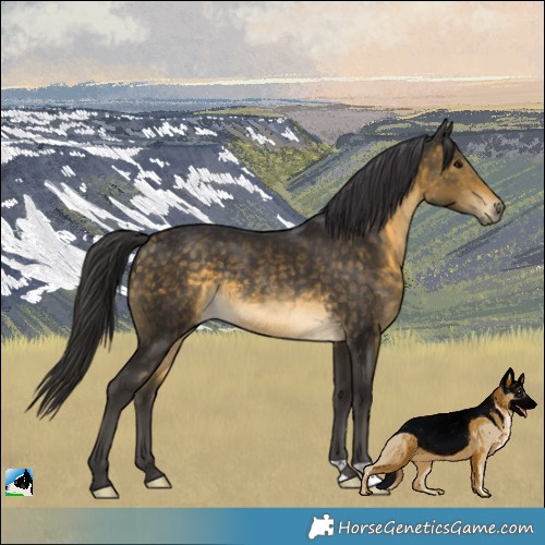 Horse Color:Buckskin Rabicano